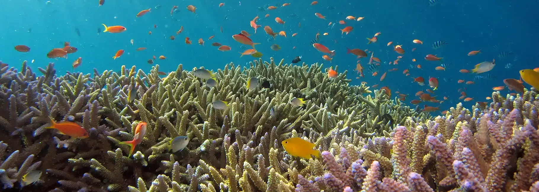 my-data-dive-log-logbook-divedict-ocean-secrets-reef-explorer-fish-id-pro-dive-logbook-underwater-lexicon-marine-species-guide-scuba-encyclopedia-conservation