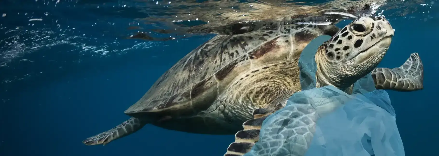 view-data-eco-divedict-ocean-secrets-reef-explorer-fish-id-pro-dive-logbook-underwater-lexicon-marine-species-guide-scuba-encyclopedia-conservation