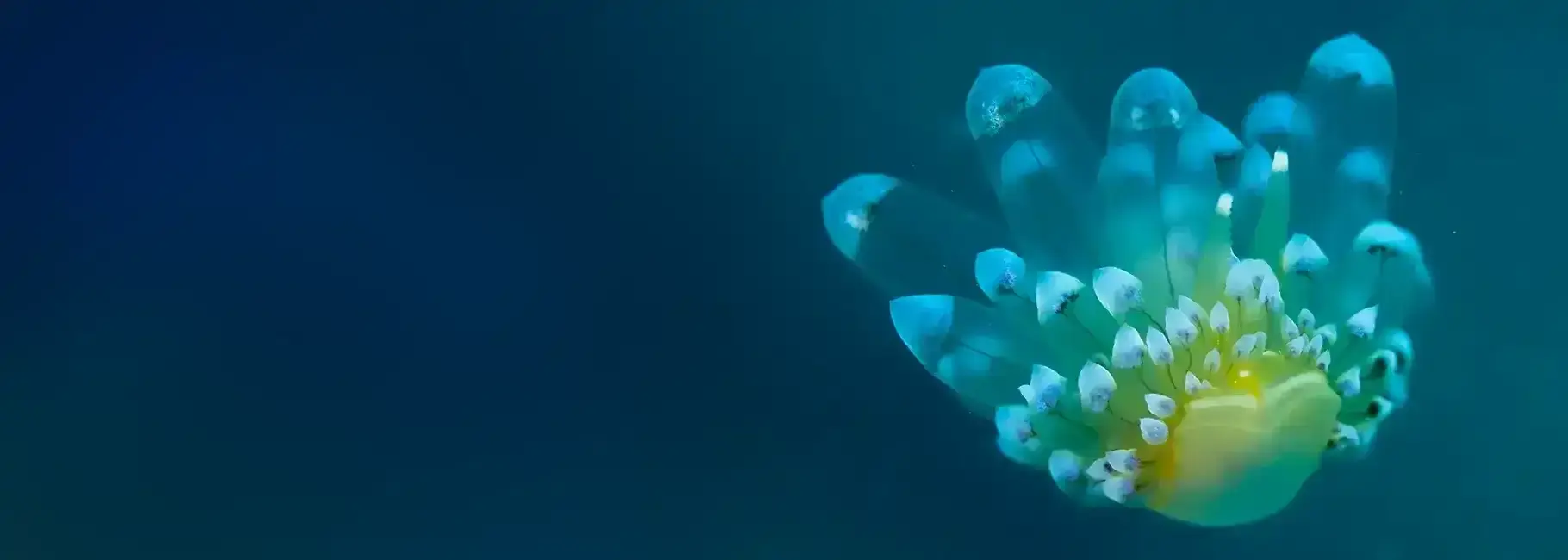 forum-identifier-divedict-ocean-sea-secrets-reef-explorer-fish-id-pro-dive-logbook-underwater-lexicon-marine-species-guide-scuba-encyclopedia-conservation
